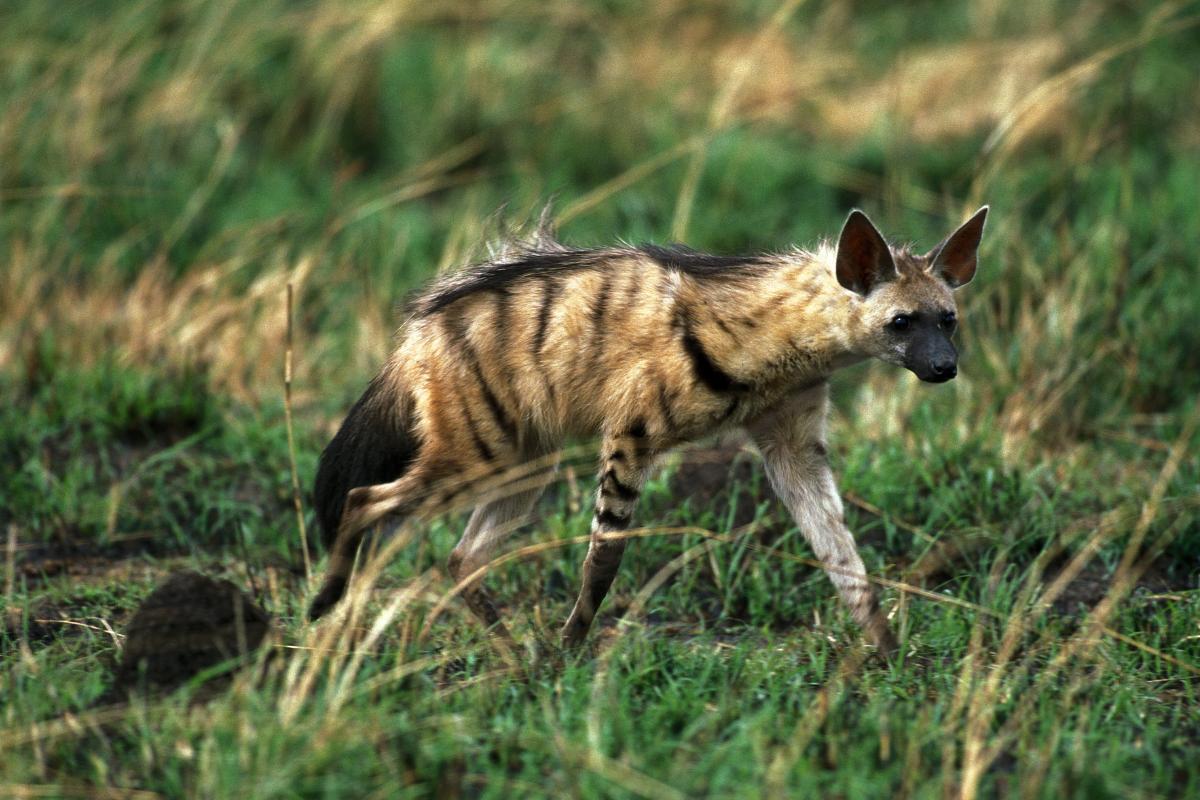 How Many Types of Hyenas Are There? - All 4 Kinds of Hyena