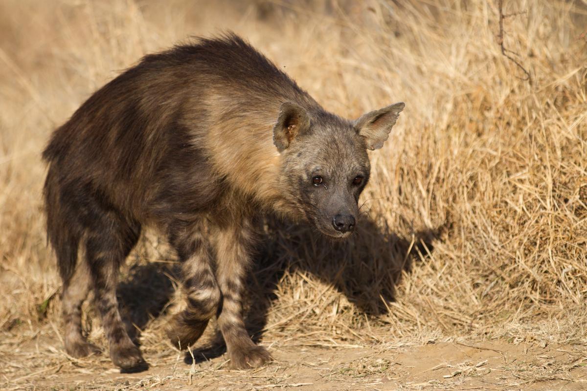 How Many Types of Hyenas Are There? - All 4 Kinds of Hyena