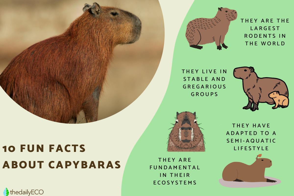 Fun Facts About Capybaras