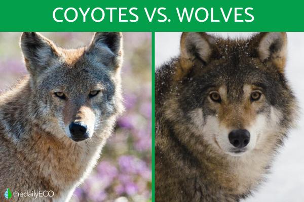 Difference Between Coyotes and Wolves - Coyote vs. Wolf Compaison