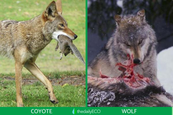 Difference Between Coyotes and Wolves - Differences in diet between coyotes and wolves