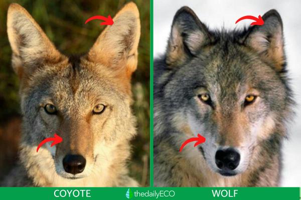 Difference Between Coyotes and Wolves - Physical differences between coyotes and wolves