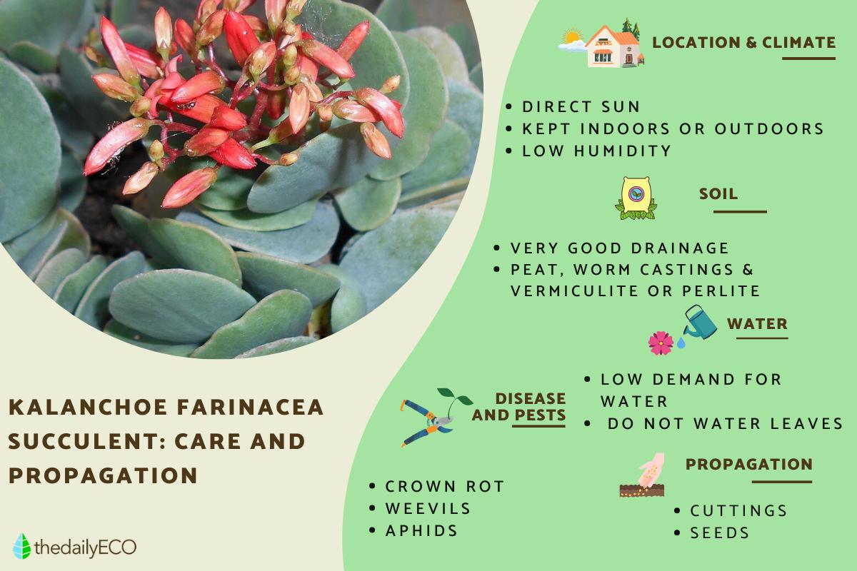 Kalanchoe Farinacea - Care and Propagation