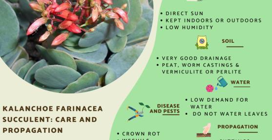 Kalanchoe Farinacea - Care and Propagation