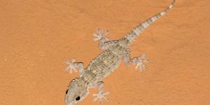 Are Geckos Poisonous?