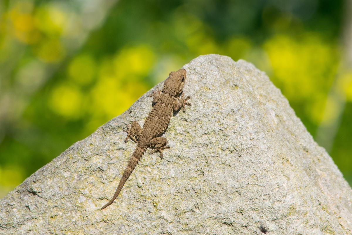 Are Geckos Poisonous Gecko Toxicity the-mediterranean-house-gecko-a-comprehensive-insight