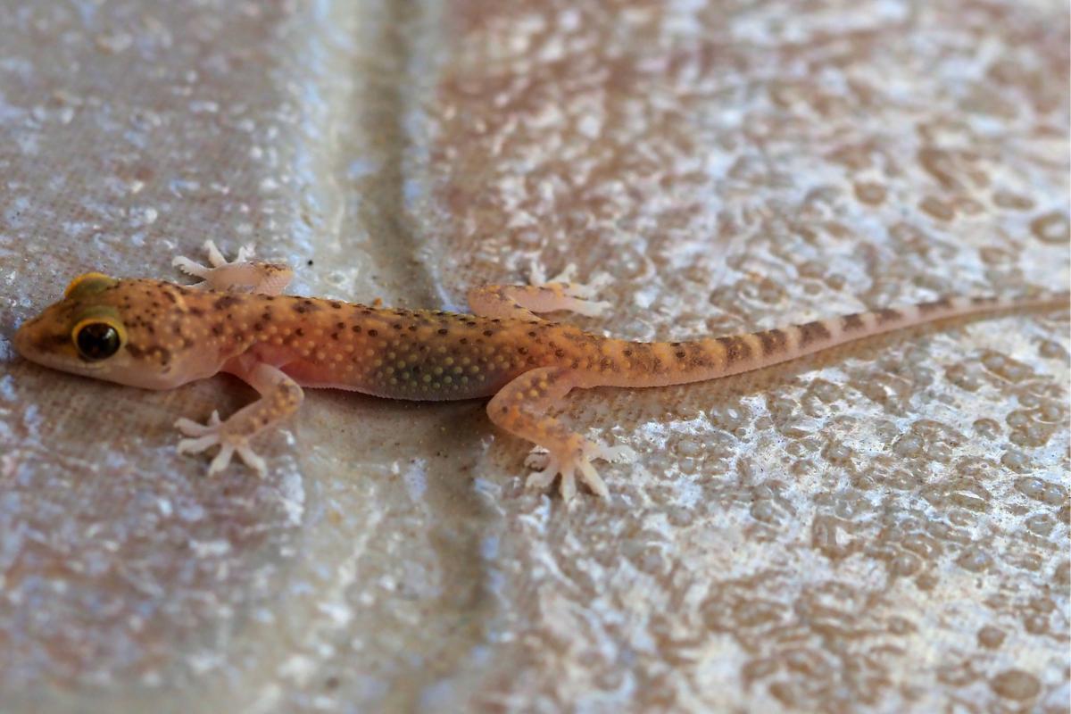 Are Geckos Poisonous Gecko Toxicity are-geckos-poisonous-gecko-toxicity