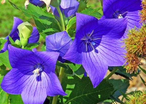 Flowers That Look Like Stars - Balloon flower or Chinese bellflower