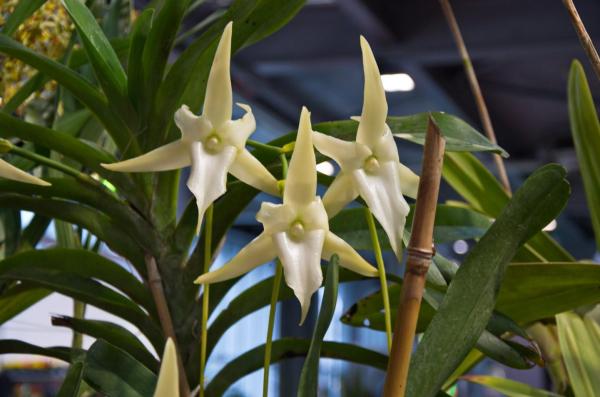 Flowers That Look Like Stars - Darwin's orchid or Christmas orchid