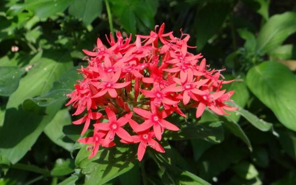 Flowers That Look Like Stars - Egyptian starcluster