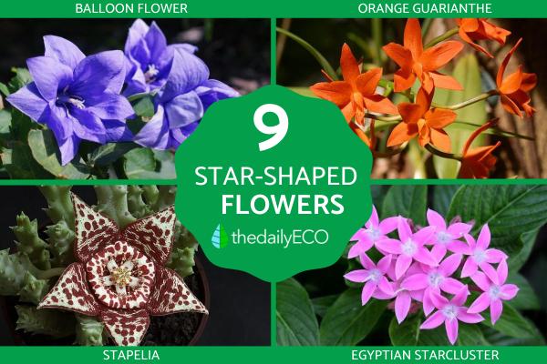 Flowers That Look Like Stars