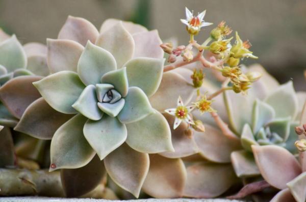 Flowers That Look Like Stars - Ghost plant or mother-of-pearl plant