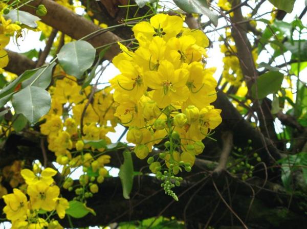 Flowers That Look Like Stars - Golden shower tree or Indian laburnum