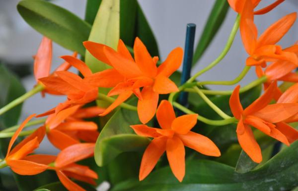 Flowers That Look Like Stars - Orange guarianthe