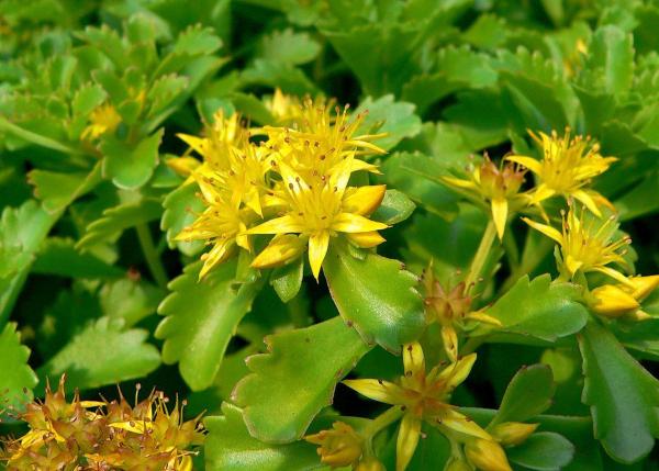 Flowers That Look Like Stars - Orange stonecrop or Russian stonecrop