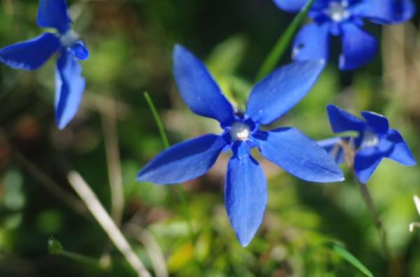 Flowers That Look Like Stars - Spring gentian