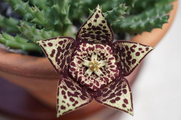 Flowers That Look Like Stars - Stapelia