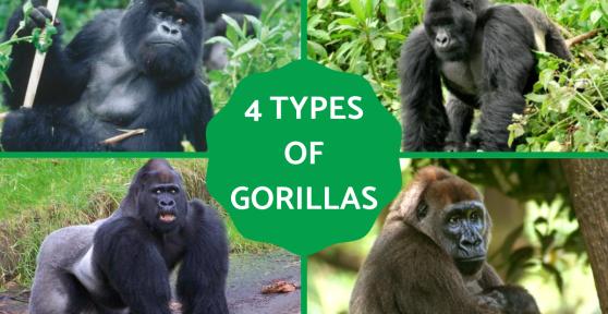 Different Types of Gorillas
