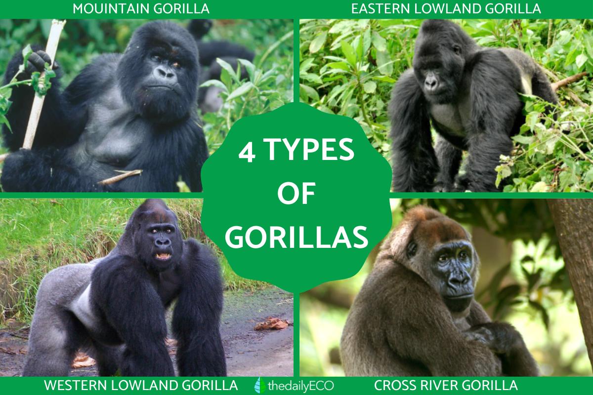 4 Different Types of Gorillas With Photos