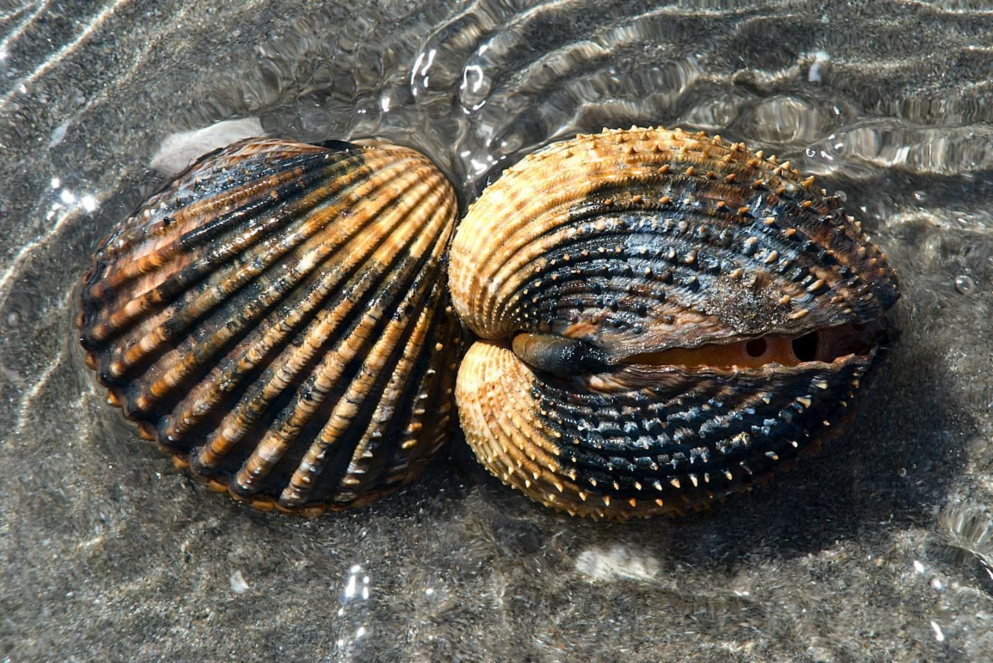 Bivalve Mollusks - Characteristics, Habitat, and Examples