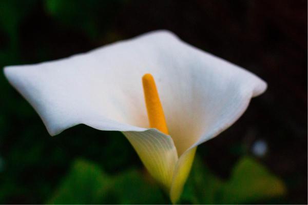 Best White Flowering Indoor Plants for Home Decor - Calla Lily (Zantedeschia aethiopica)