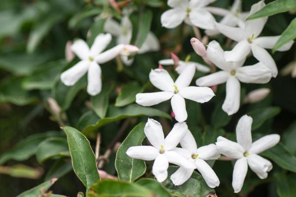 Best White Flowering Indoor Plants for Home Decor - Chinese Jasmine (Jasminum polyanthum)