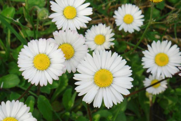 Best White Flowering Indoor Plants for Home Decor - Daisy (Bellis perennis)