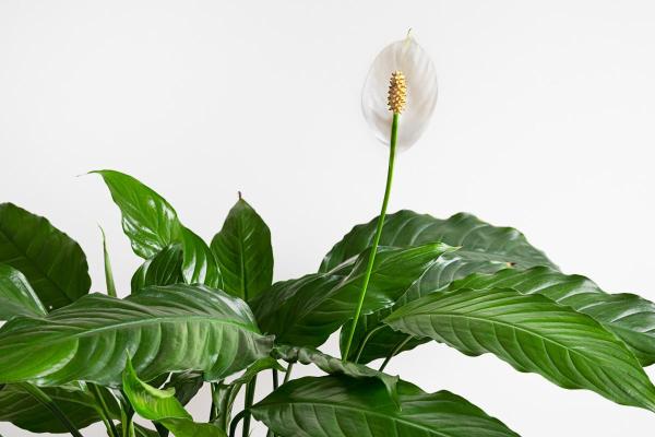 Best White Flowering Indoor Plants for Home Decor - Peace Lily (Spathiphyllum)