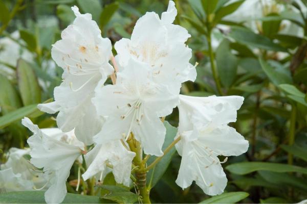 Best White Flowering Indoor Plants for Home Decor - White Azalea (Rhododendron species)