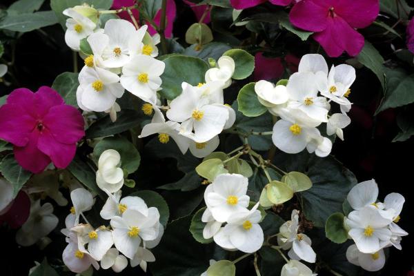Best White Flowering Indoor Plants for Home Decor - White Begonia (Begonia semperflorens)