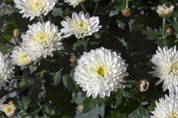 Best White Flowering Indoor Plants for Home Decor - White Chinese Chrysanthemum (Chrysanthemum morifolium)