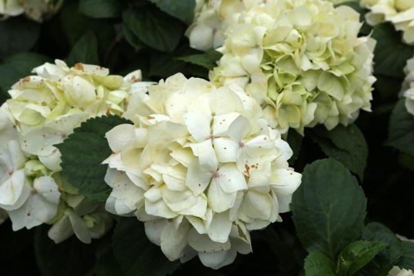 Best White Flowering Indoor Plants for Home Decor - White Hydrangea (Hydrangea macrophylla)