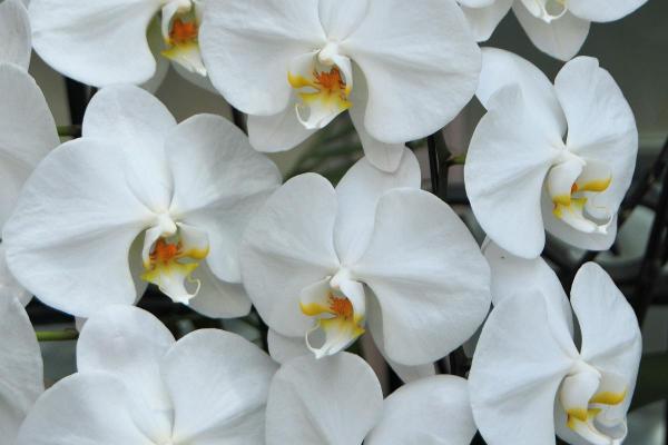Best White Flowering Indoor Plants for Home Decor - White Phalaenopsis orchid