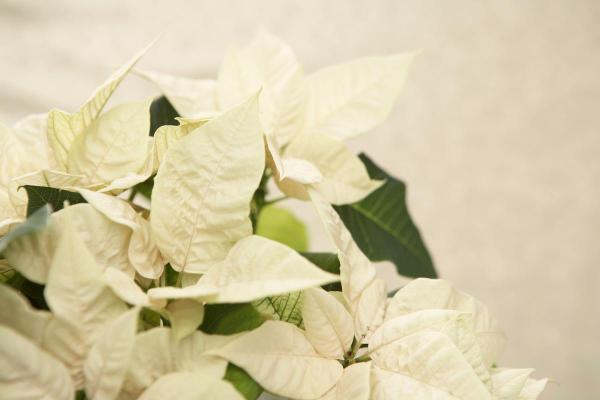 Best White Flowering Indoor Plants for Home Decor - White Poinsettia (Euphorbia pulcherrima)