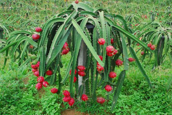 Types of Edible Succulents and Cacti - 1. Dragon fruit