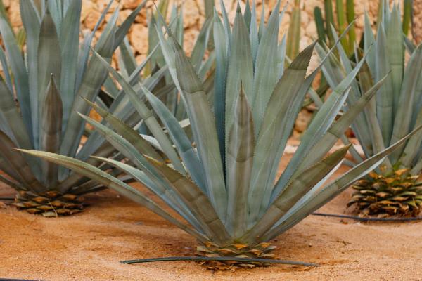 Types of Edible Succulents and Cacti - 2. Blue agave