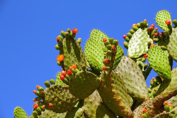 Types of Edible Succulents and Cacti - 3. Prickly pear