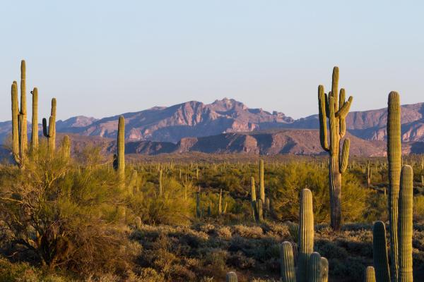 Types of Edible Succulents and Cacti - 4. Saguaro