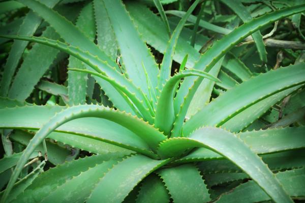 Types of Edible Succulents and Cacti - 5. Aloe