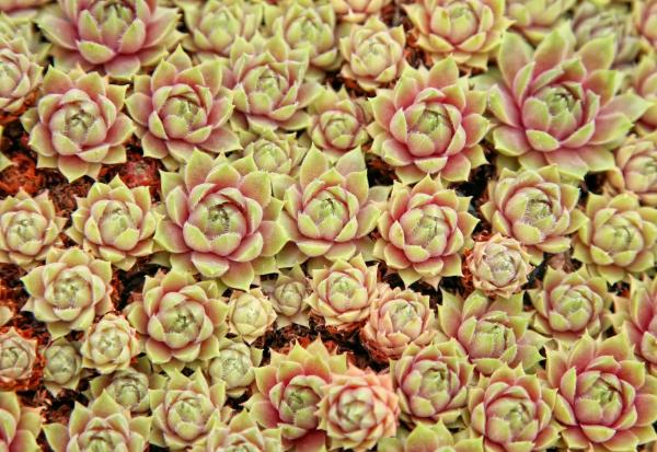 Types of Edible Succulents and Cacti - 6. October stonecrop