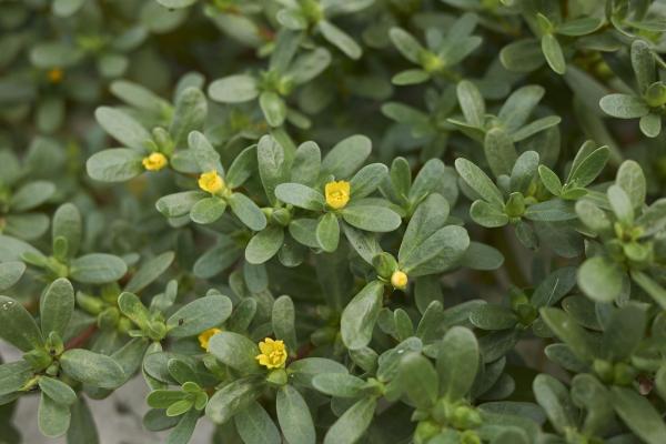 Types of Edible Succulents and Cacti - 7. Common purslane