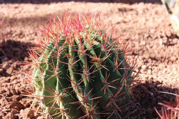 Types of Edible Succulents and Cacti - 8. Fishhook barrel cactus