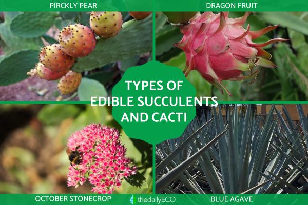 Types of Edible Succulents and Cacti