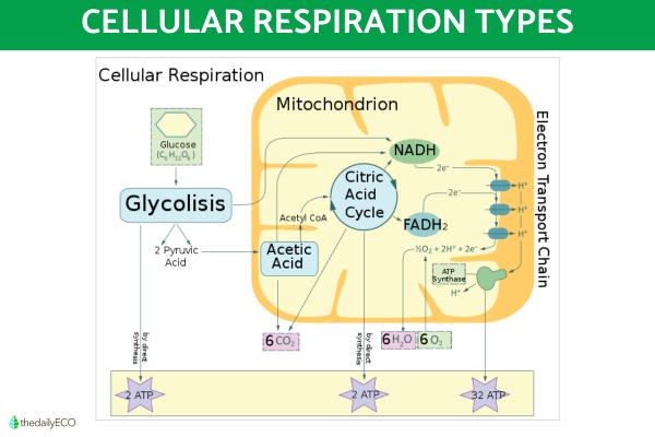 Mitochondria Structure and Function With Diagrams - Mitochondria function