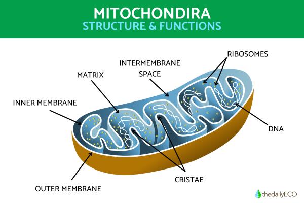 Mitochondria Structure and Function With Diagrams