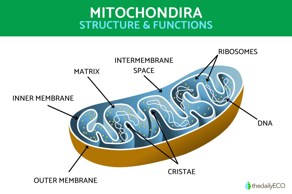 Mitochondria Structure And Function With Diagrams Of Mitochondria Parts