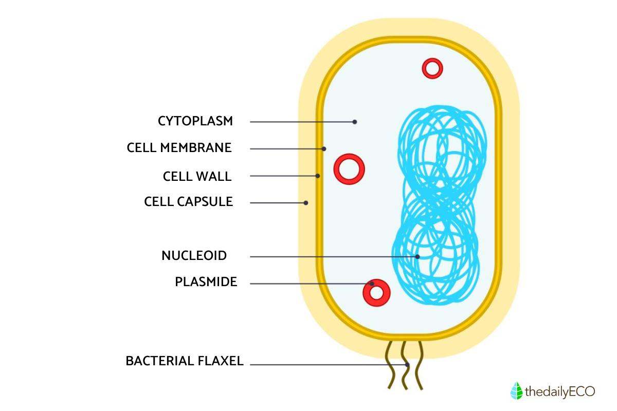 Nucleoid Structure Function And Role In Bacteria Nucleoid Structure Function And Role In Bacteria