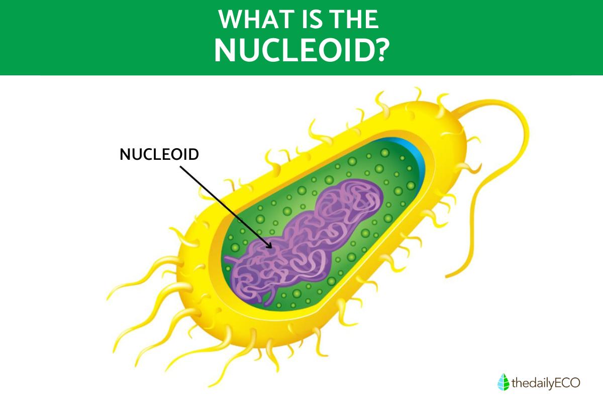 Nucleoid Structure Function And Role In Bacteria Nucleoid Structure Function And Role In Bacteria