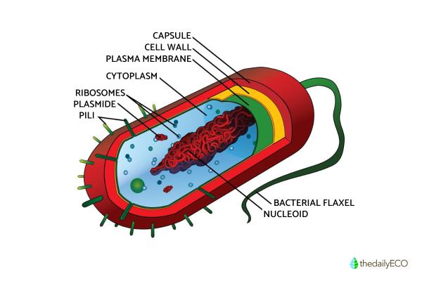 Nucleoid Structure Function And Role In Bacteria Nucleoid Structure Function And Role In Bacteria