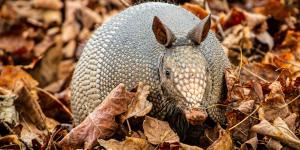 Why Are Giant Armadillos Endangered?